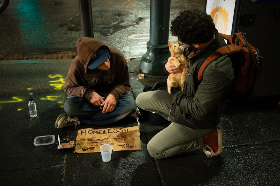 How to Support Street Cats