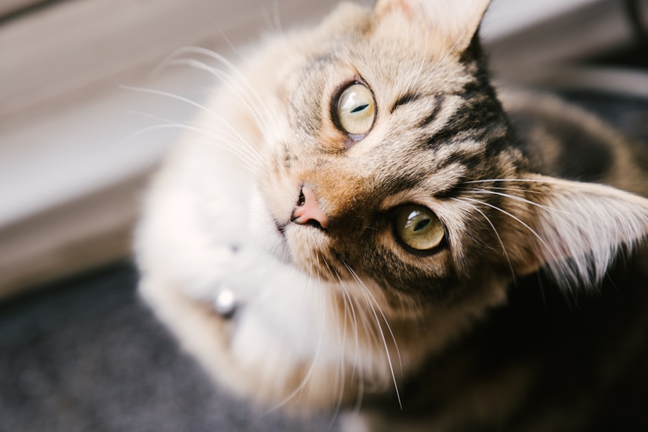 Creating Awareness for Animal Welfare