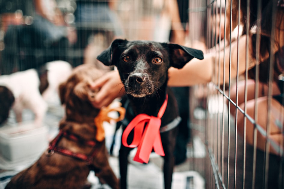 The Importance of Animal Rescue